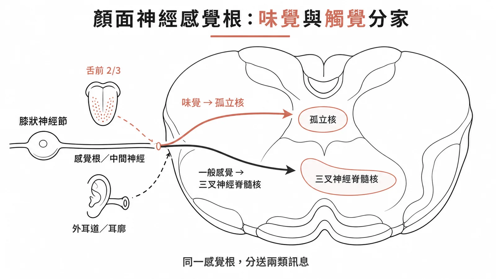 顏面神經感覺根:味覺傳入孤立核、一般感覺傳入三叉神經脊髓核