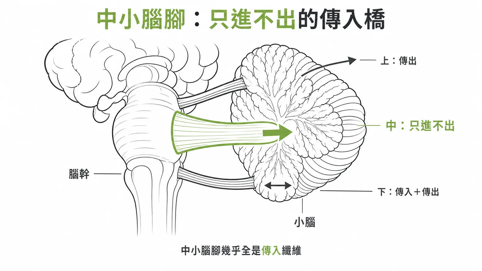 中小腦腳幾乎全為傳入纖維,是三對小腦腳中唯一只進不出者