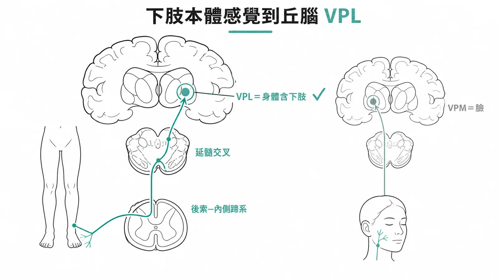 下肢本體感覺經內側蹄系上行、於延髓交叉後投射到丘腦腹後外側核VPL