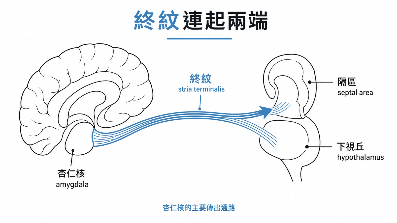 杏仁核經終紋(stria terminalis)連接到隔區與下視丘