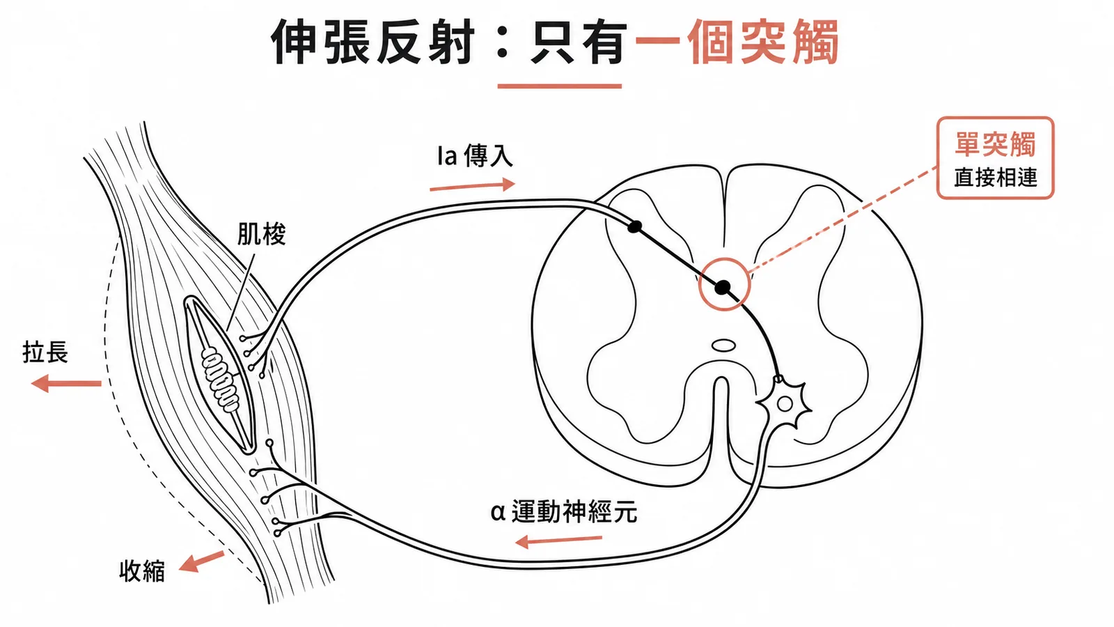 伸張反射為單突觸反射:肌梭經Ia傳入纖維在脊髓直接接上α運動神經元