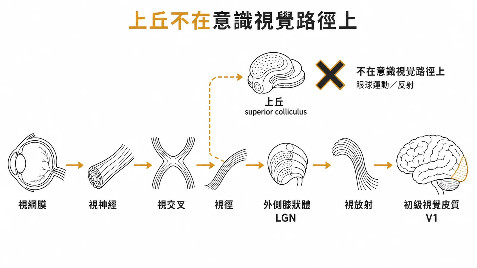 意識視覺路徑：視網膜經視神經視交叉視徑外側膝狀體視放射到初級視覺皮質，上丘不在此路徑上