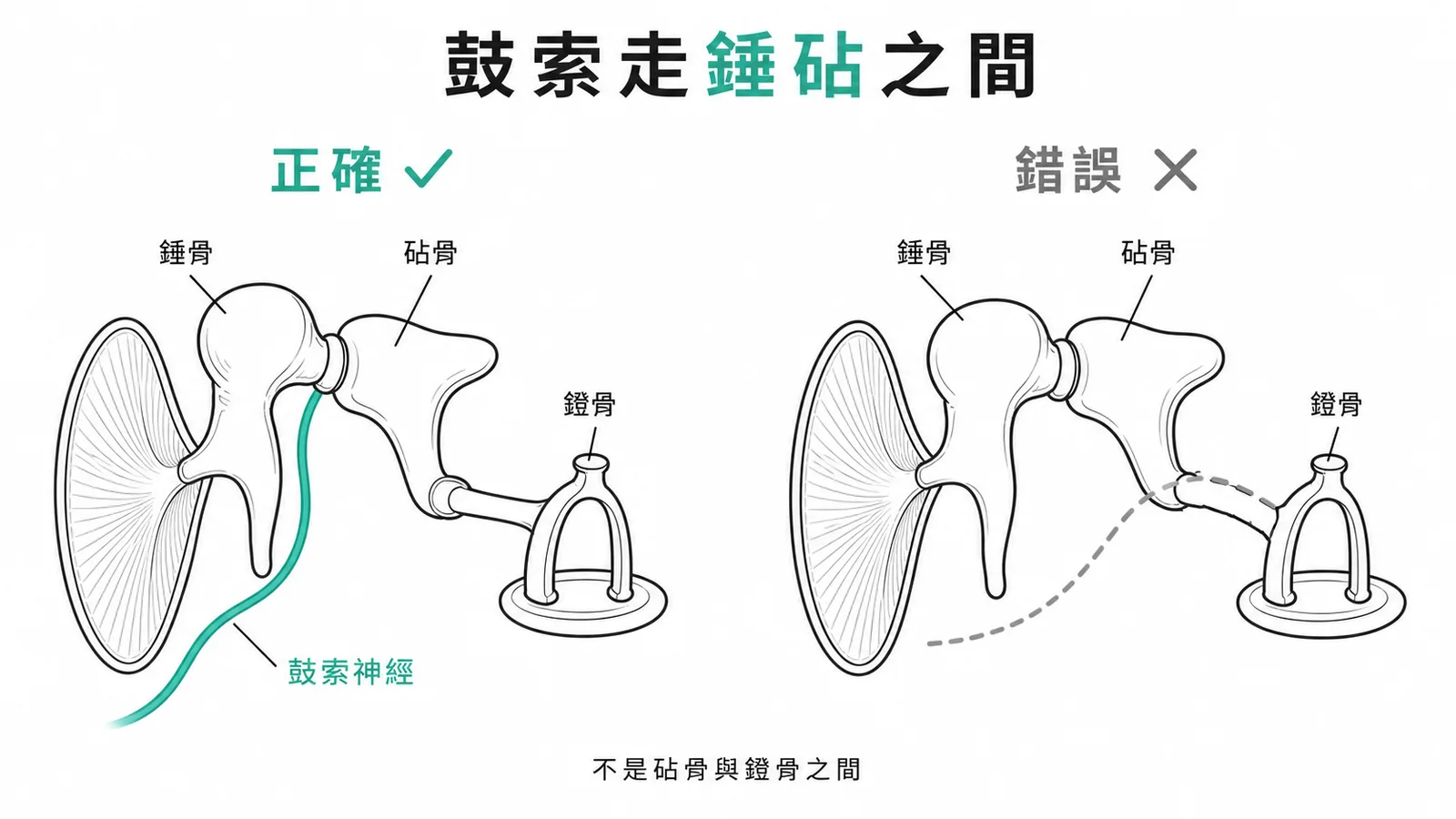 鼓索神經穿行於錘骨與砧骨之間，而非砧骨與鐙骨之間