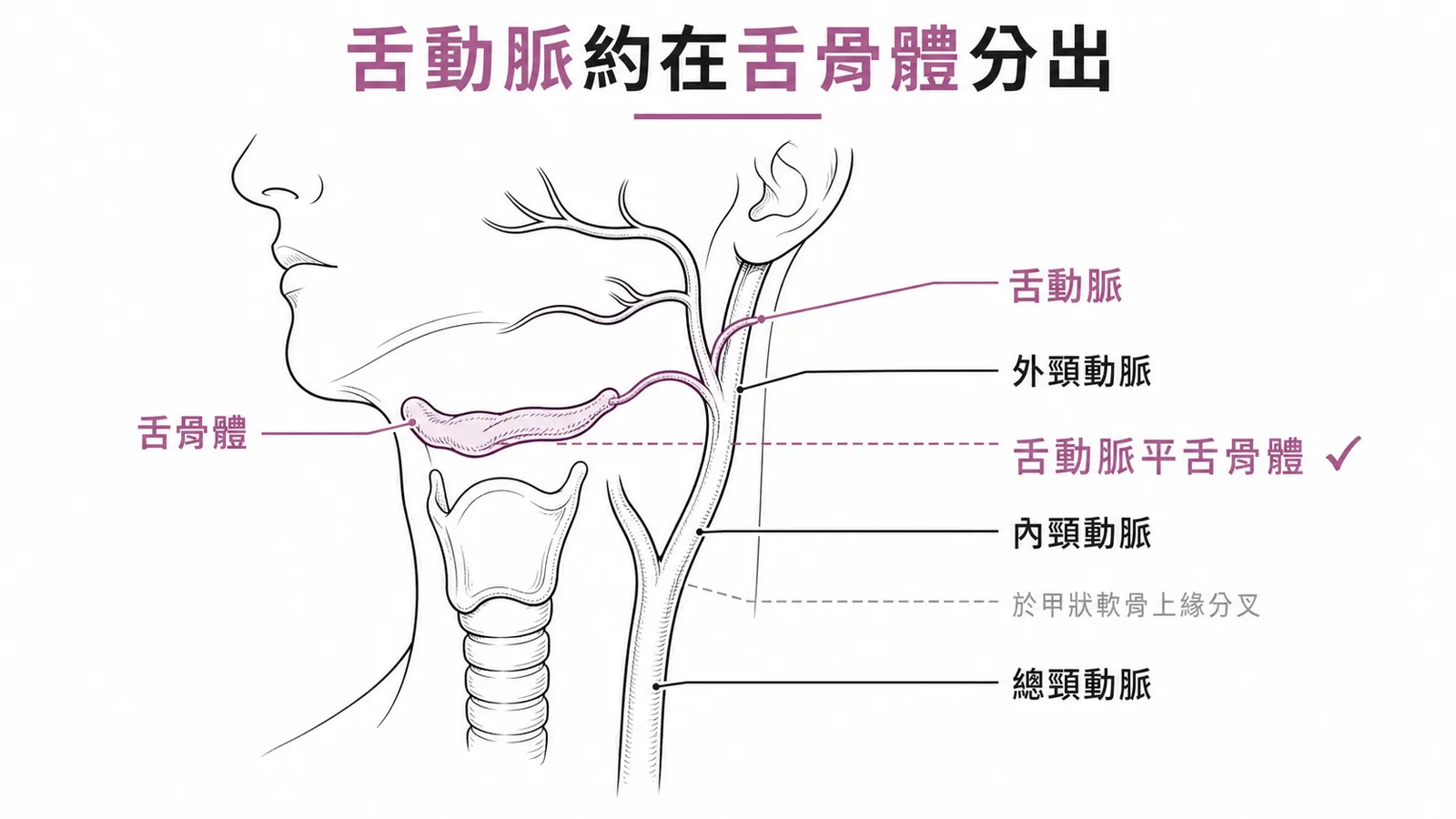 舌動脈約在舌骨體高度自外頸動脈分出；總頸動脈於甲狀軟骨上緣分為內外頸動脈