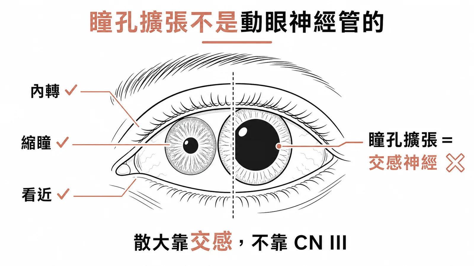 動眼神經CN III負責眼球內轉、瞳孔縮小與看近調節;瞳孔擴張由交感神經支配