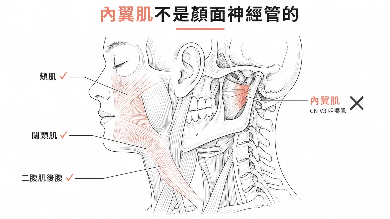 頰肌闊頸肌二腹肌後腹由顏面神經支配;內翼肌屬咀嚼肌由三叉神經CN V3支配