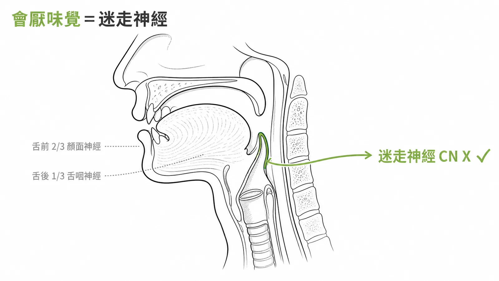 會厭及會厭谷的味覺由迷走神經CN X支配；舌前2/3屬顏面神經、舌後1/3屬舌咽神經