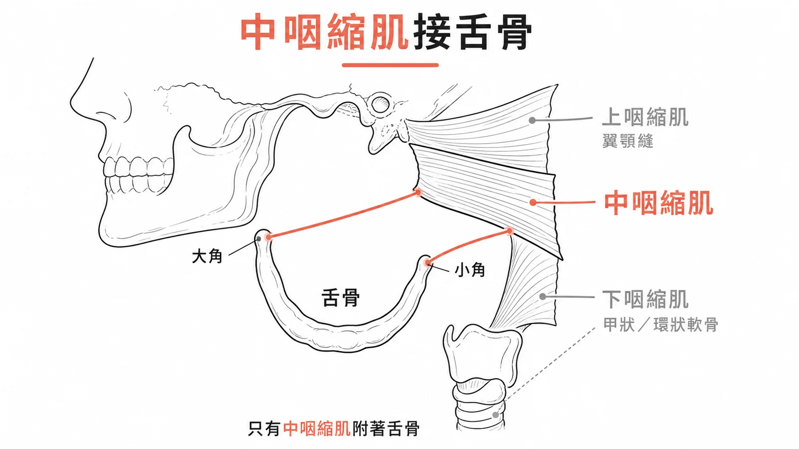 三塊咽縮肌中只有中咽縮肌附著於舌骨大角與小角