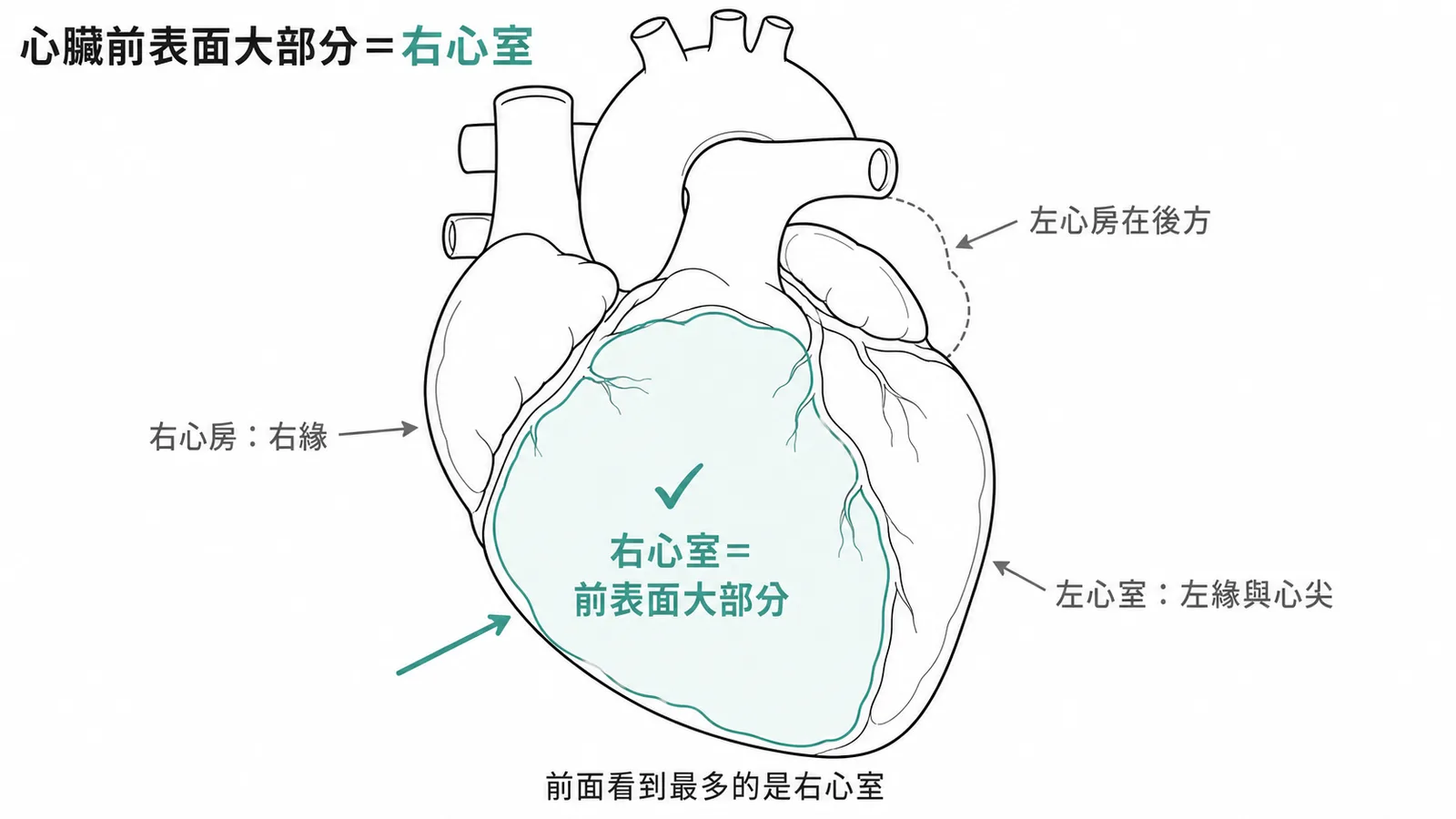 心臟前面觀:右心室構成前表面胸肋面大部分,左心室構成左緣與心尖、右心房構成右緣、左心房位於後方