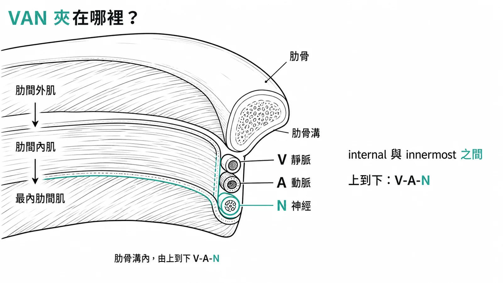 肋間神經血管束V-A-N位於肋骨溝、夾在肋間內肌與最內肋間肌之間