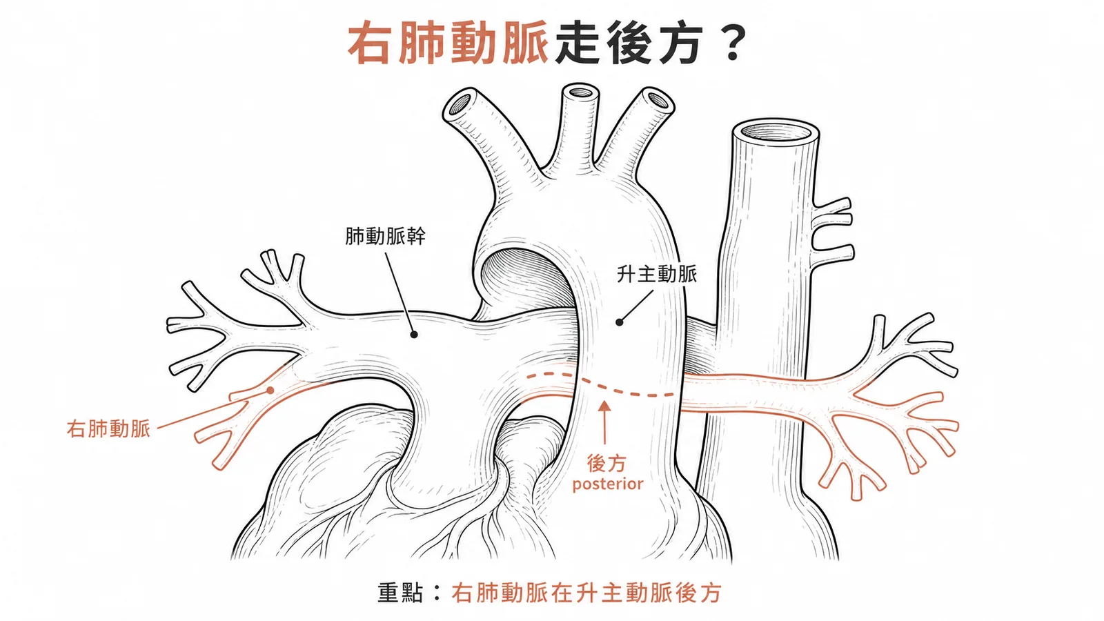 右肺動脈從升主動脈後方橫過進入右肺門