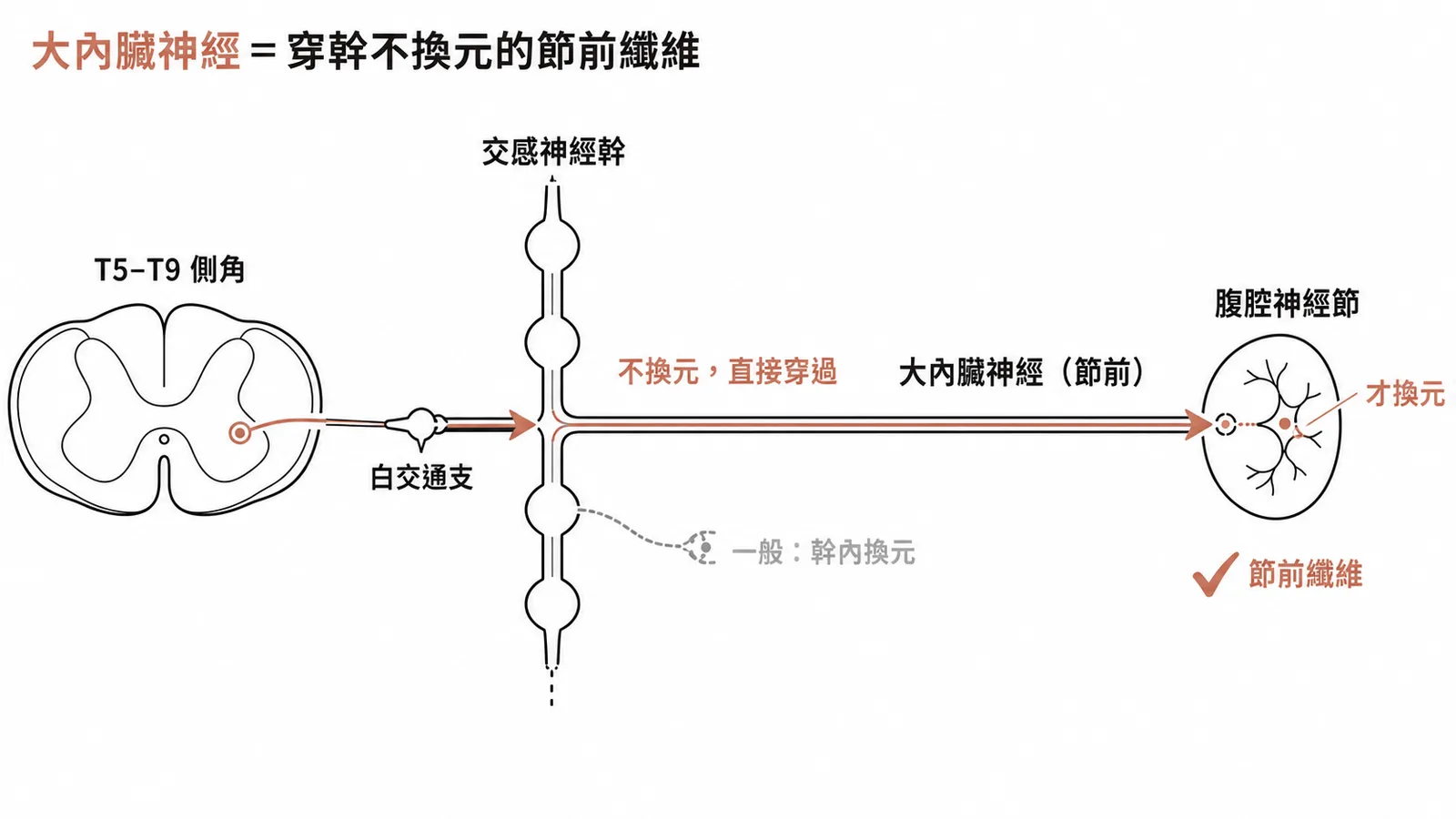大內臟神經由T5–T9側角節前交感纖維組成,穿過交感神經幹不換元,到腹腔神經節才換元