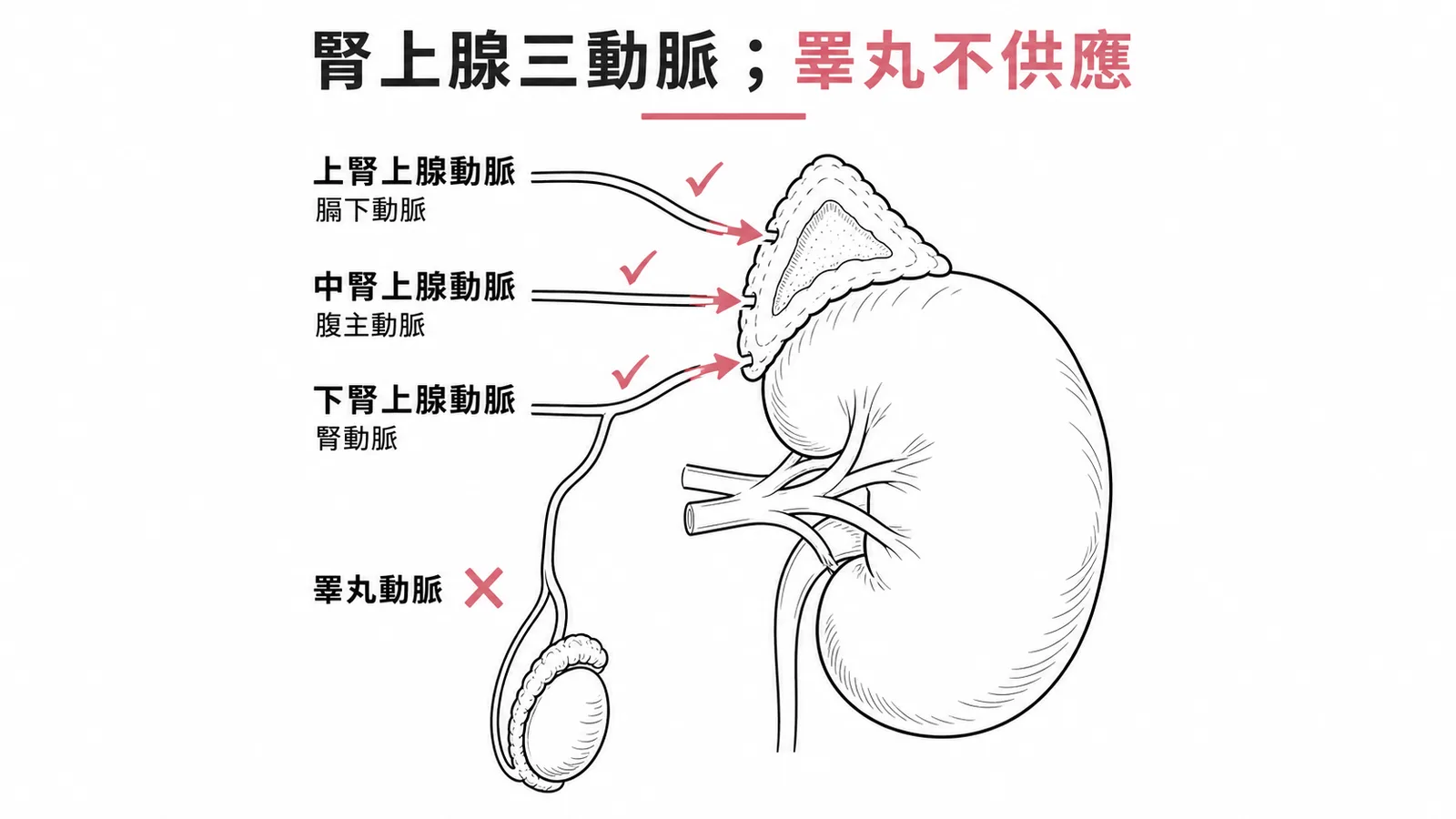 腎上腺由上(膈下動脈)、中(腹主動脈)、下(腎動脈)三組動脈供應;睪丸動脈不供應腎上腺