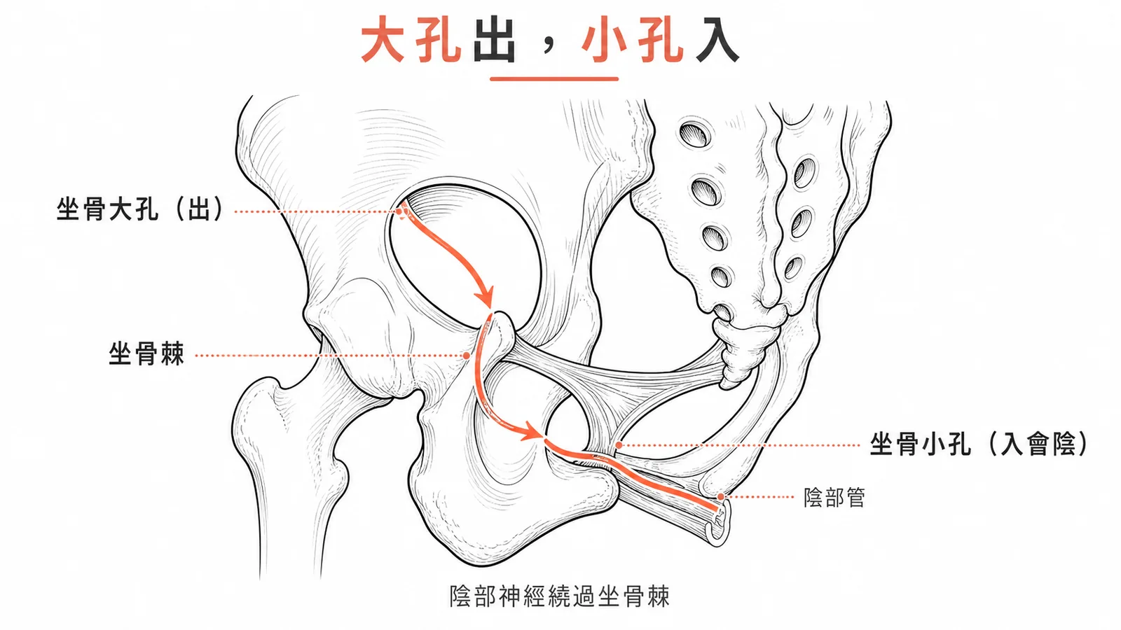 陰部神經經坐骨大孔出、繞坐骨棘、再由坐骨小孔進入會陰