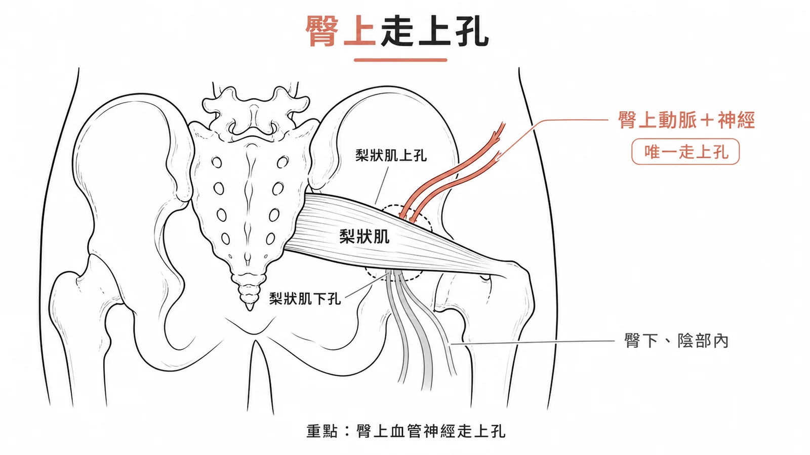 臀上動脈與神經是唯一穿梨狀肌上孔的結構