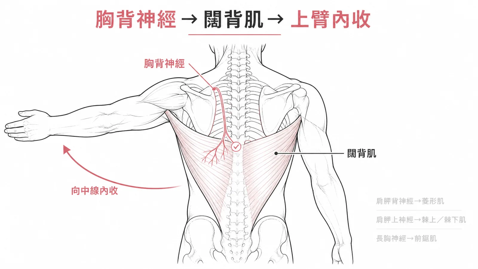 胸背神經支配闊背肌,闊背肌是上臂內收的主力肌肉之一