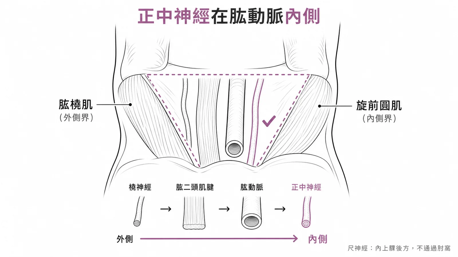 肘窩以肱橈肌為外側界、旋前圓肌為內側界;內容物由外到內為橈神經、肱二頭肌腱、肱動脈、正中神經,正中神經在肱動脈內側