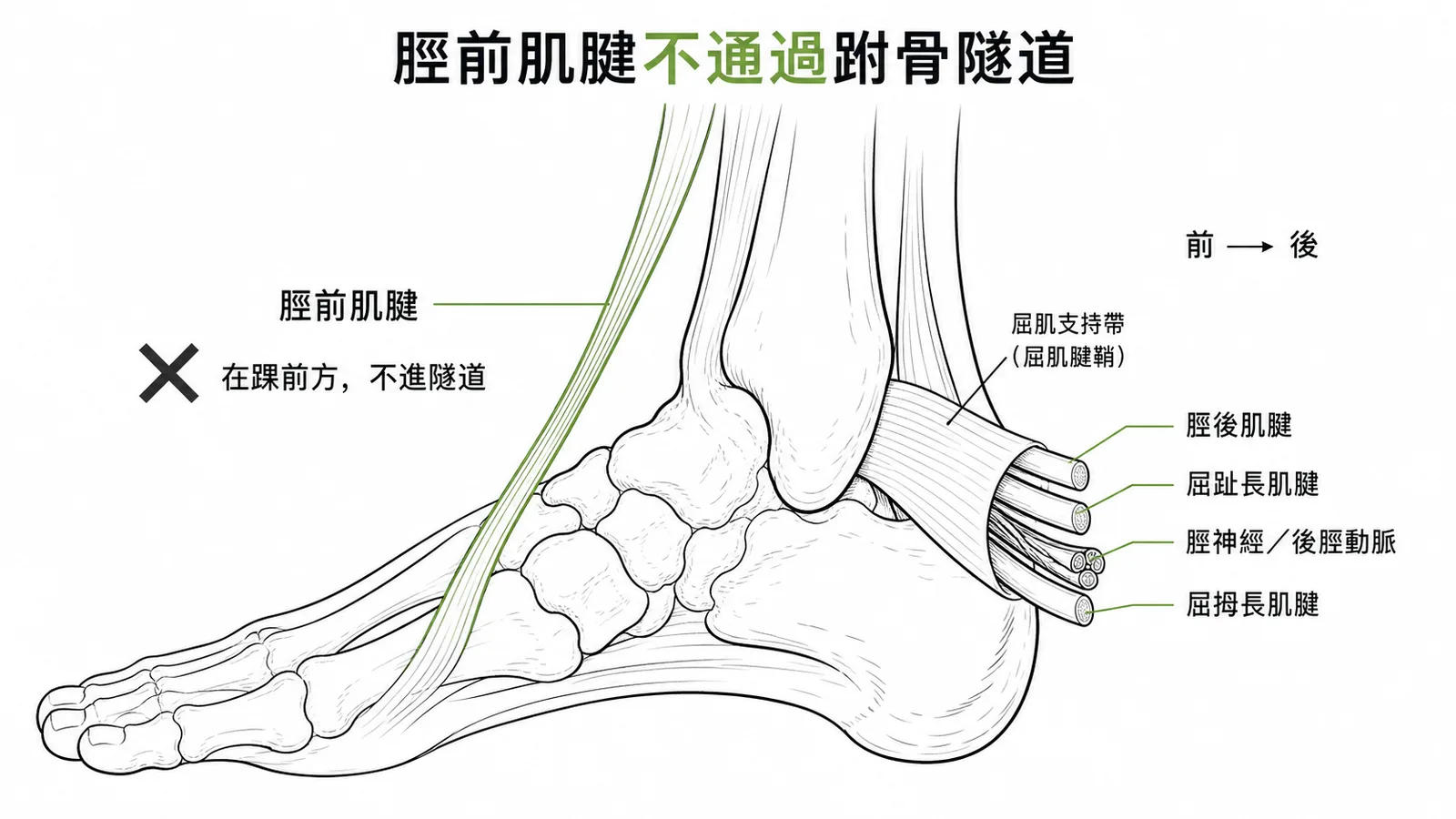 跗骨隧道位於內踝後方,內容物由前到後為脛後肌腱、屈趾長肌腱、脛神經與後脛動脈、屈拇長肌腱;脛前肌腱在踝前方不通過