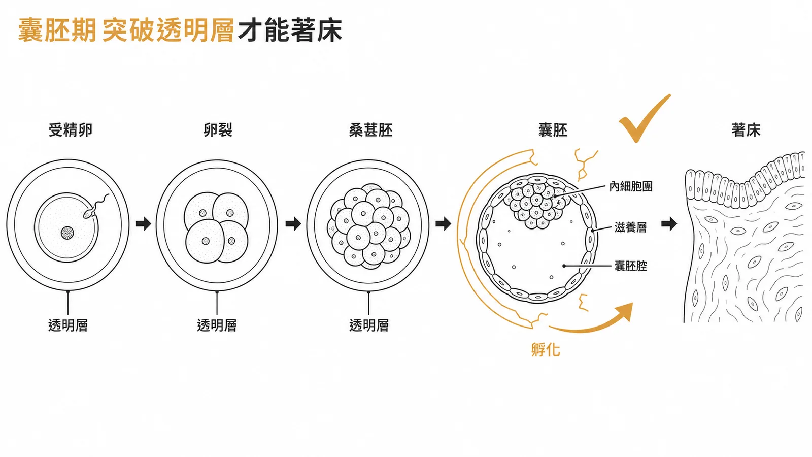胚胎經受精卵、卵裂、桑葚胚到囊胚期,於囊胚期孵化突破透明層才能著床於子宮內膜