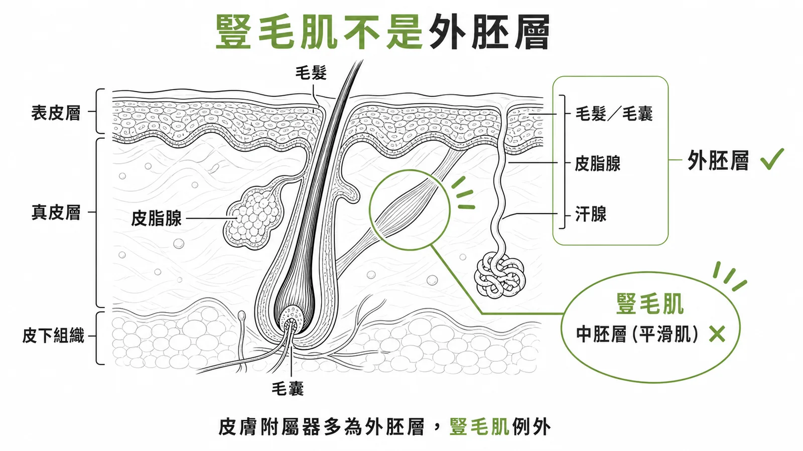 皮膚附屬器毛髮、皮脂腺、汗腺源自外胚層;豎毛肌為平滑肌源自中胚層