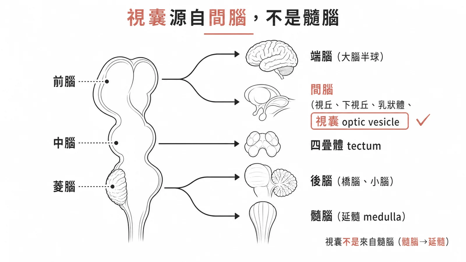 腦泡分化:前腦分為端腦與間腦,視囊由間腦向外突出形成;中腦成四疊體、菱腦分後腦與髓腦;視囊不是源自髓腦