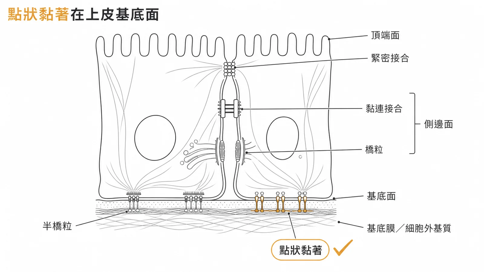上皮細胞連結分布:頂端面緊密接合、側邊面黏連接合與橋粒、基底面半橋粒與點狀黏著;點狀黏著位於基底面