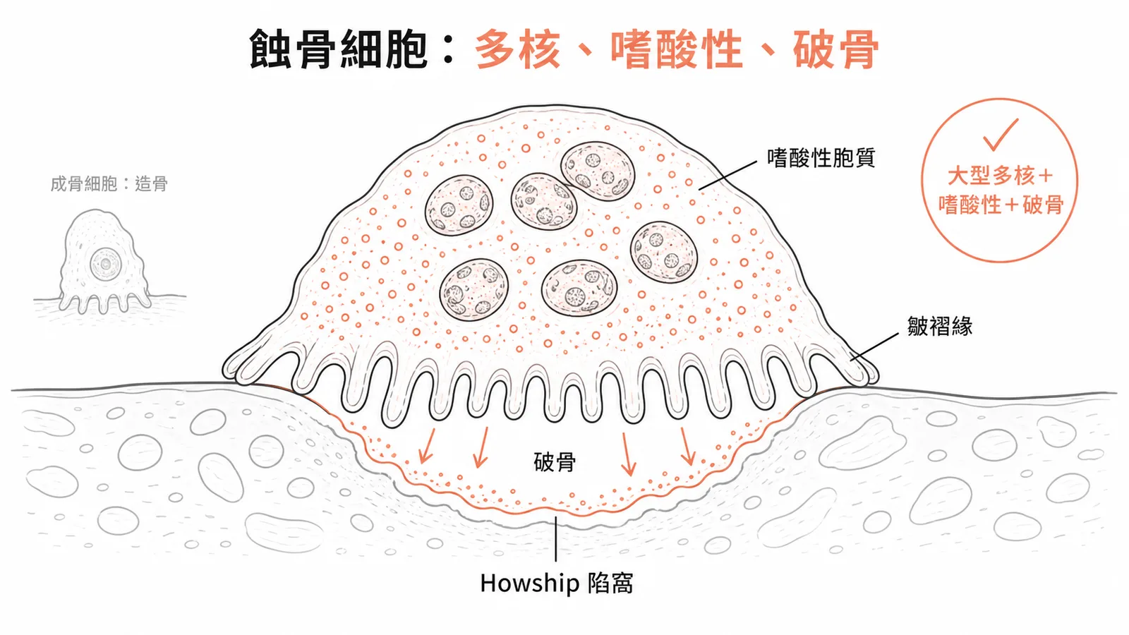 蝕骨細胞為大型多核細胞、胞質富含溶酶體呈嗜酸性,以皺褶緣貼附骨面形成Howship陷窩分解骨質