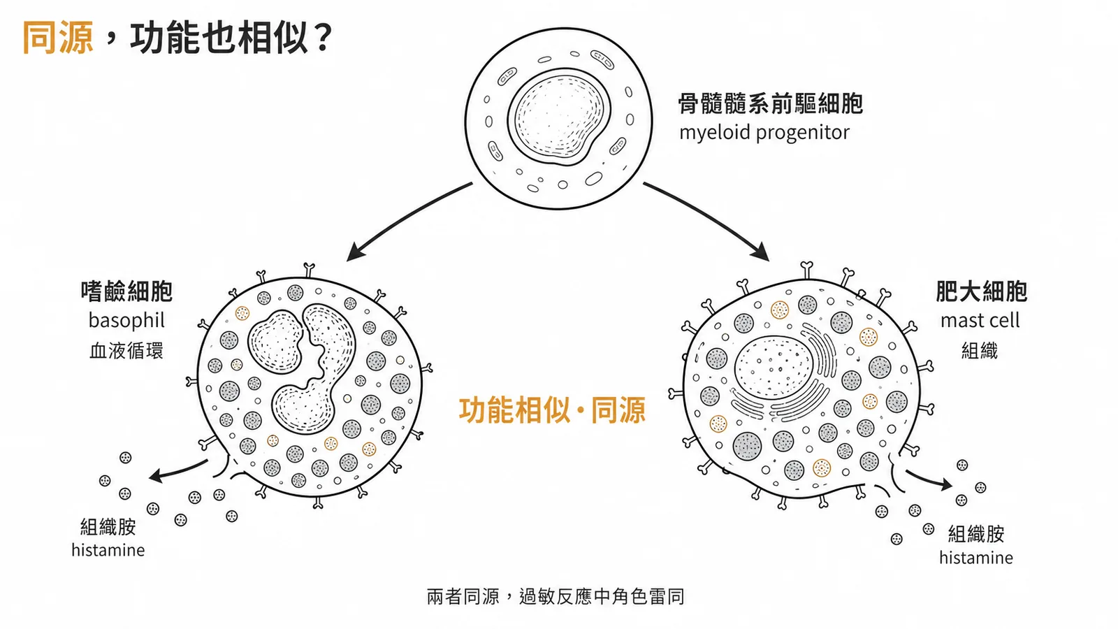 嗜鹼細胞與肥大細胞同源於髓系前驅細胞、皆釋放組織胺功能相似