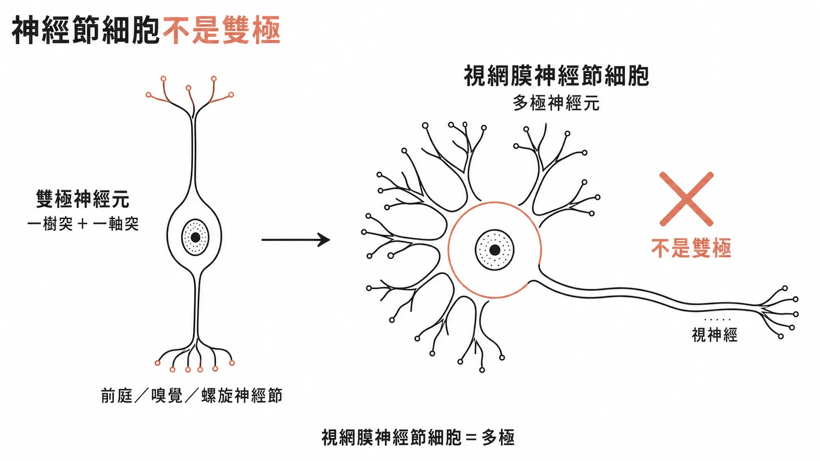 視網膜神經節細胞是多極神經元、不是雙極