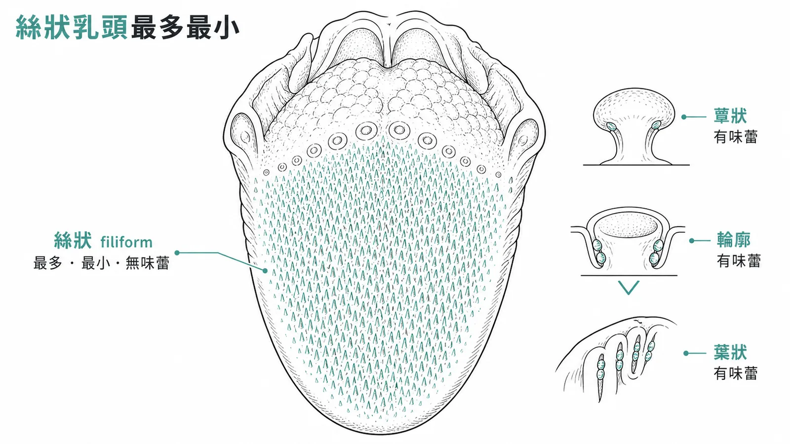 絲狀乳頭數量最多、體積最小、無味蕾;其餘乳頭有味蕾