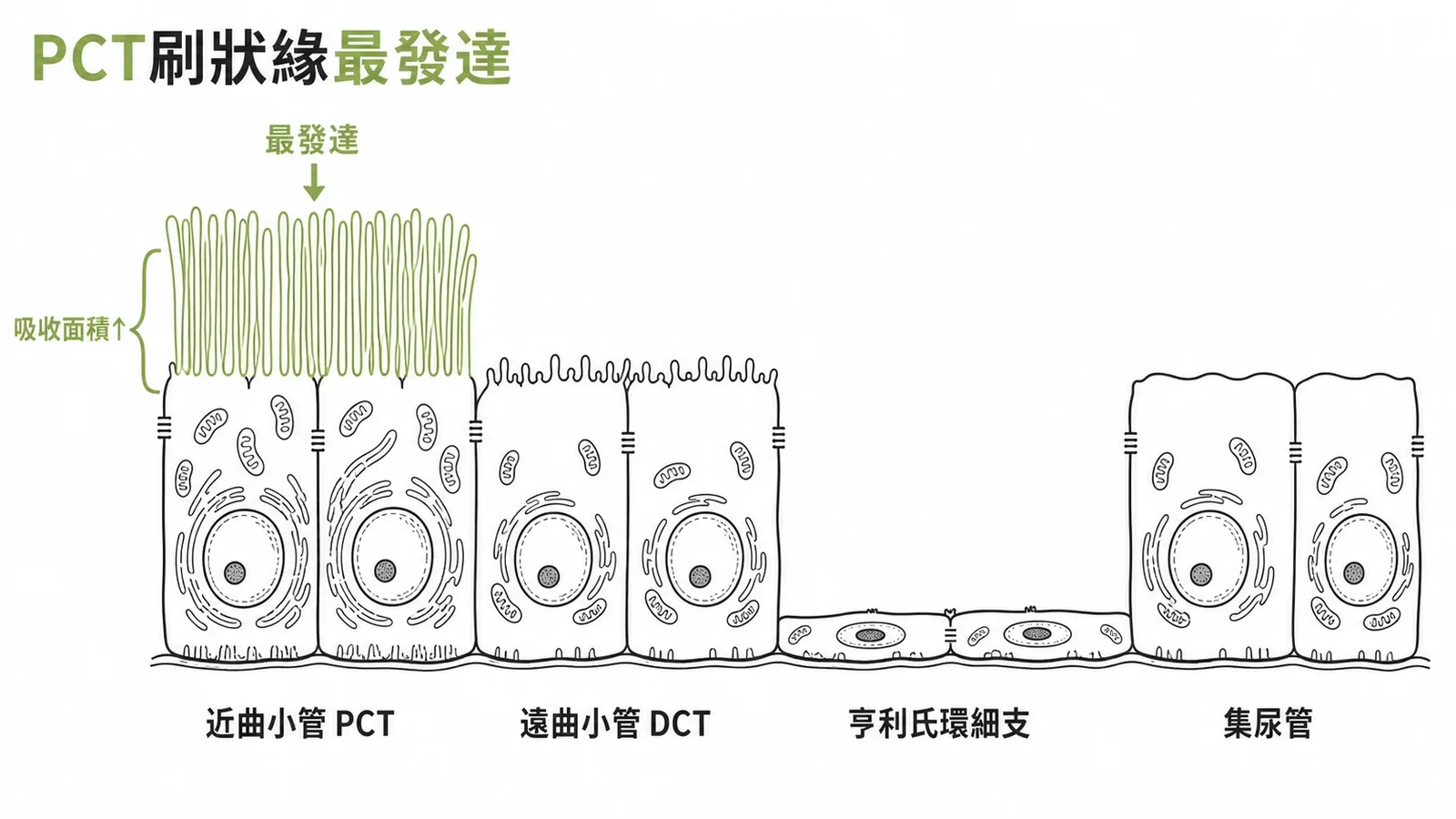 近曲小管刷狀緣最發達,其餘腎小管段稀疏或無