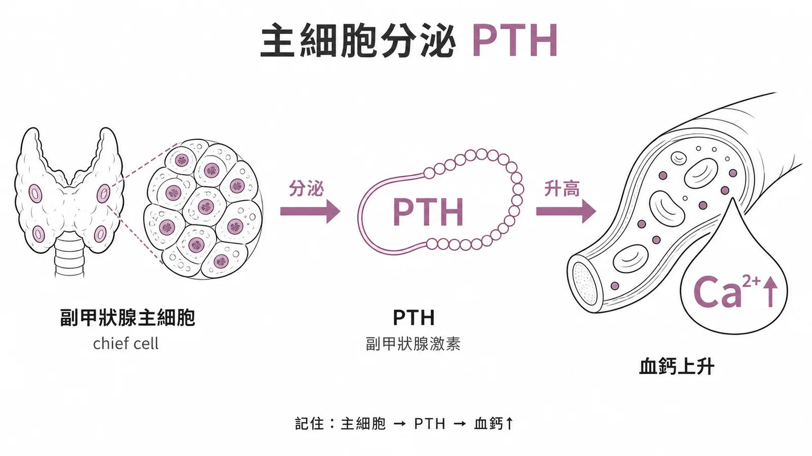 副甲狀腺主細胞分泌PTH、升高血鈣