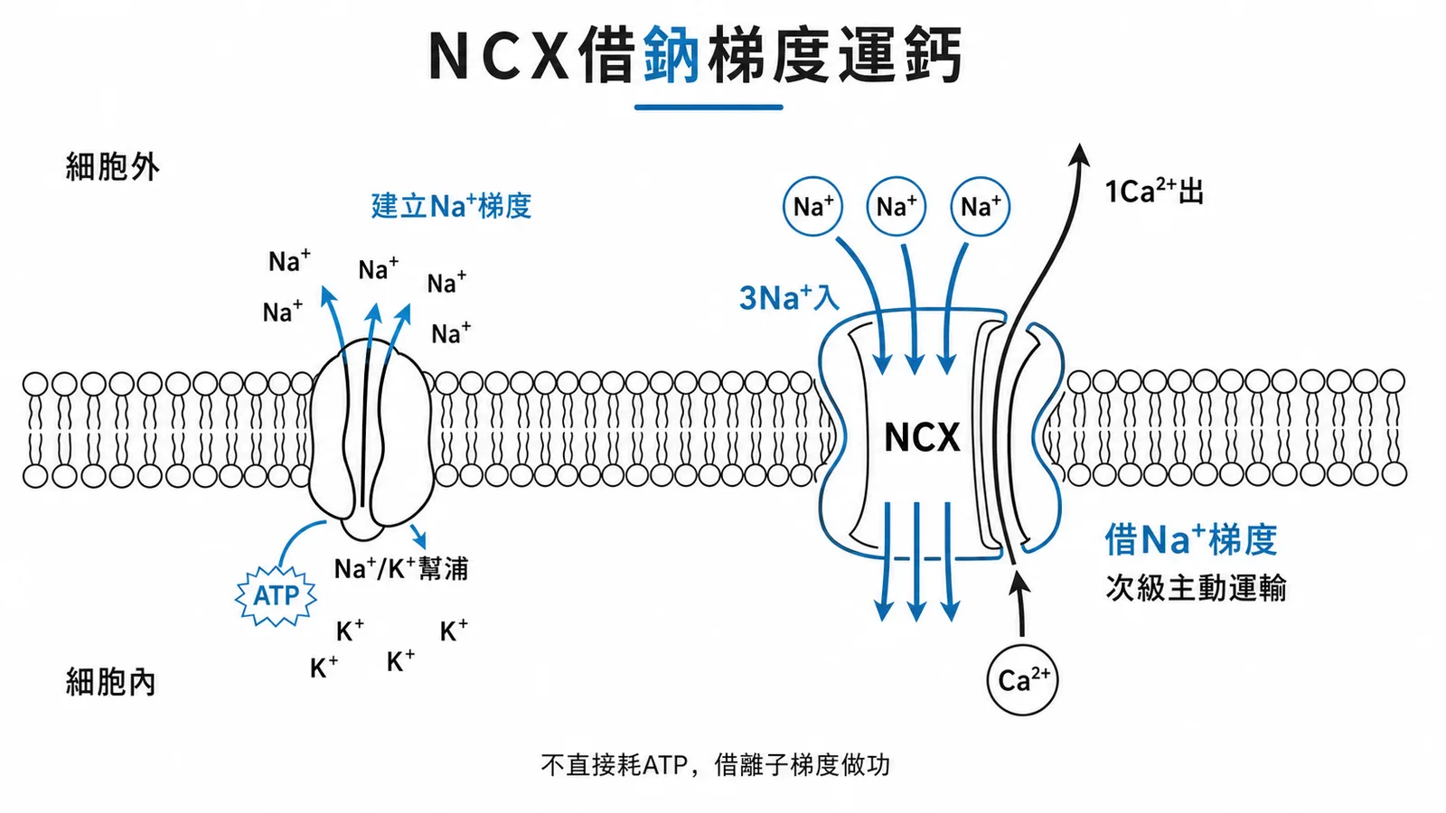 鈉鈣交換子借Na梯度運出Ca、屬次級主動運輸
