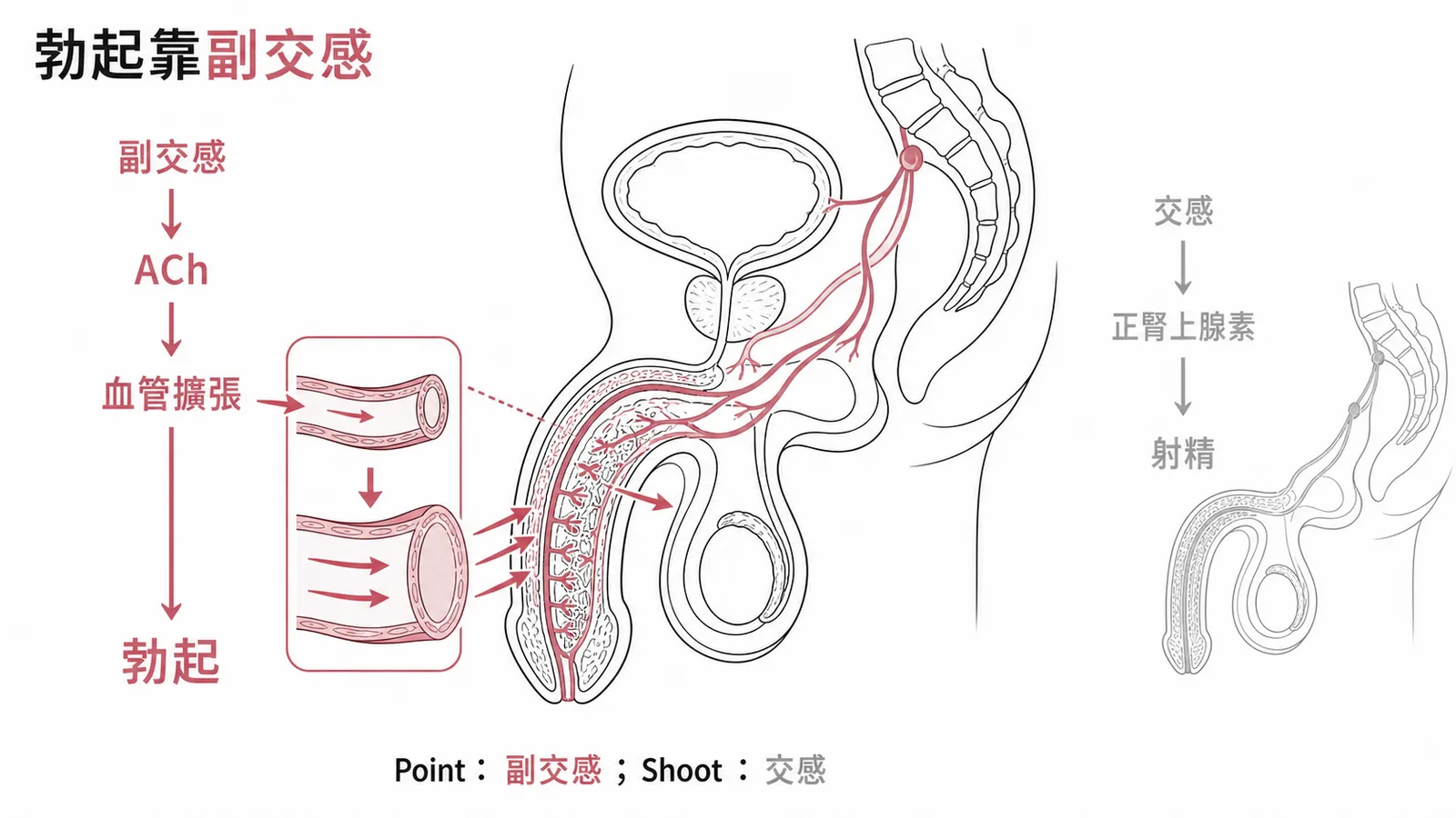 勃起由副交感主導、節後釋放乙醯膽鹼致血管擴張