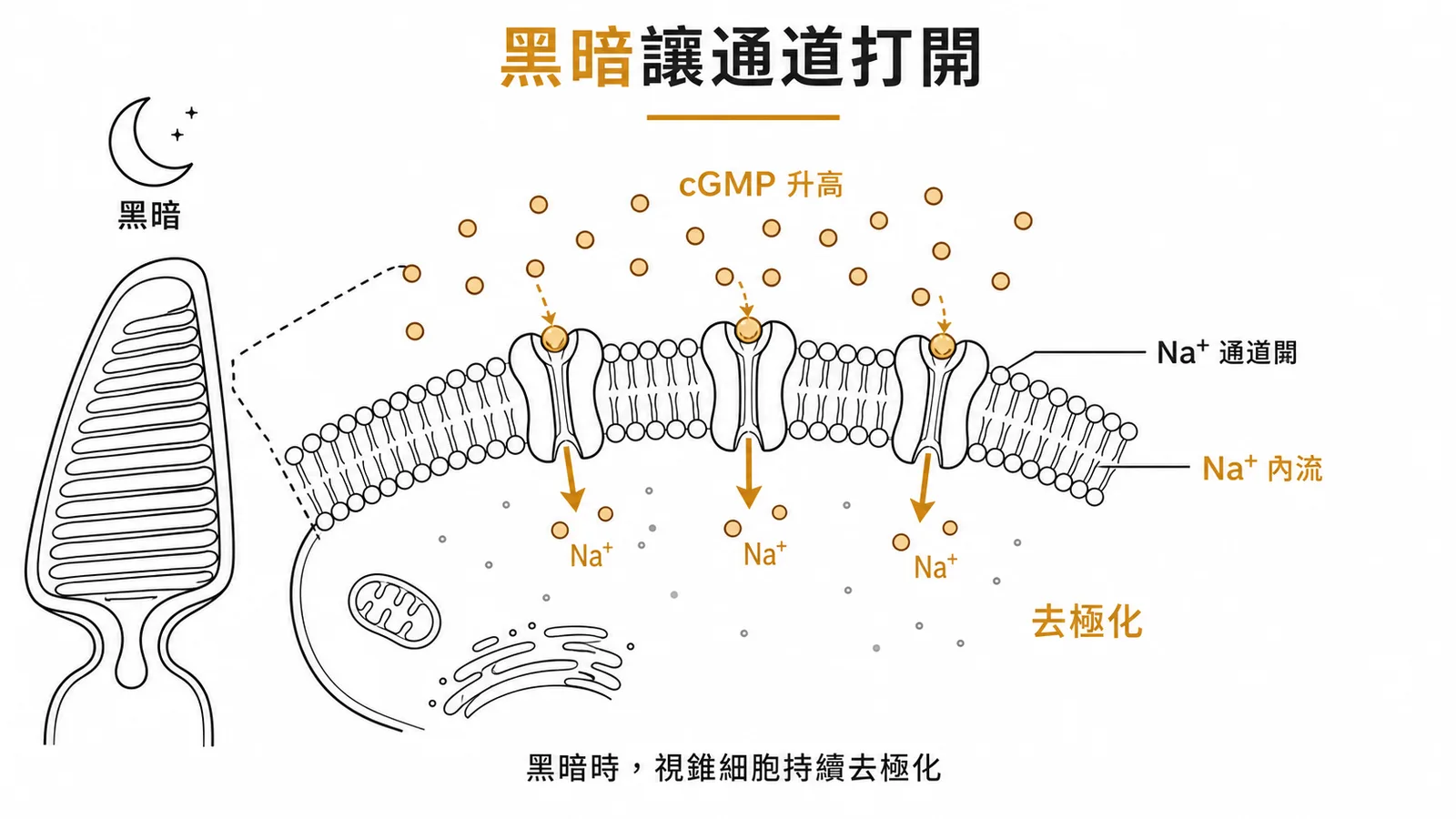 黑暗中視錐細胞cGMP升高、Na通道開啟、Na內流致去極化