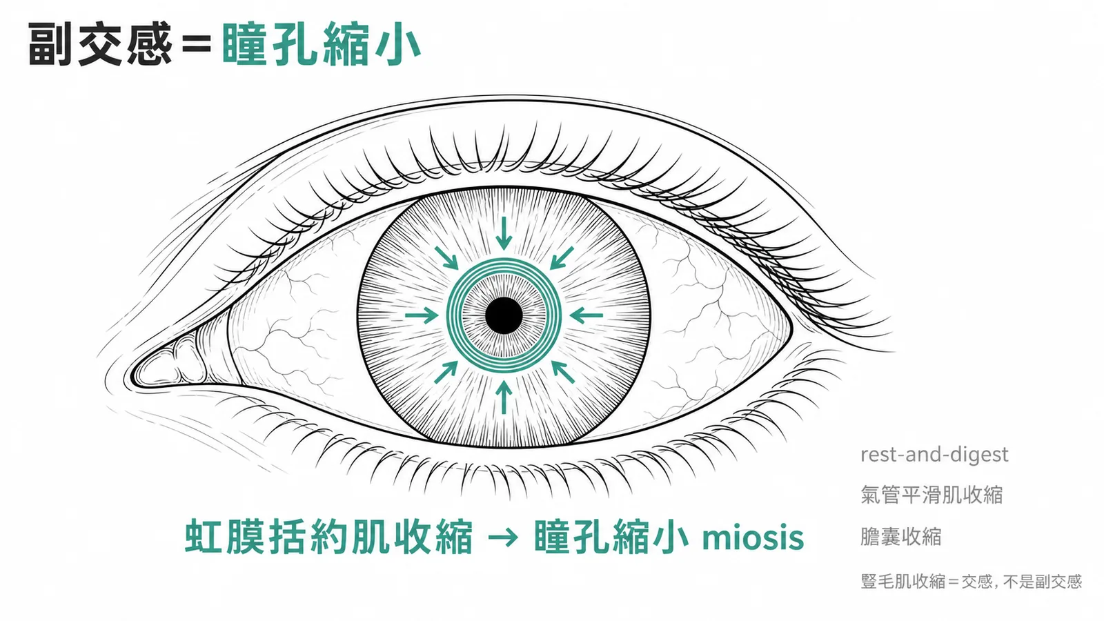 副交感活化使虹膜括約肌收縮、瞳孔縮小