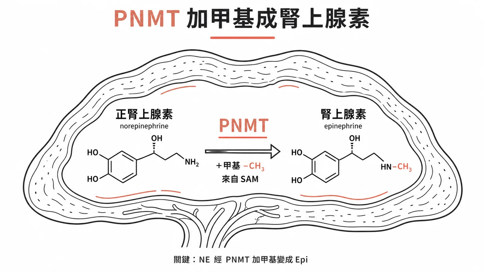 PNMT以SAM為甲基供體將正腎上腺素轉為腎上腺素