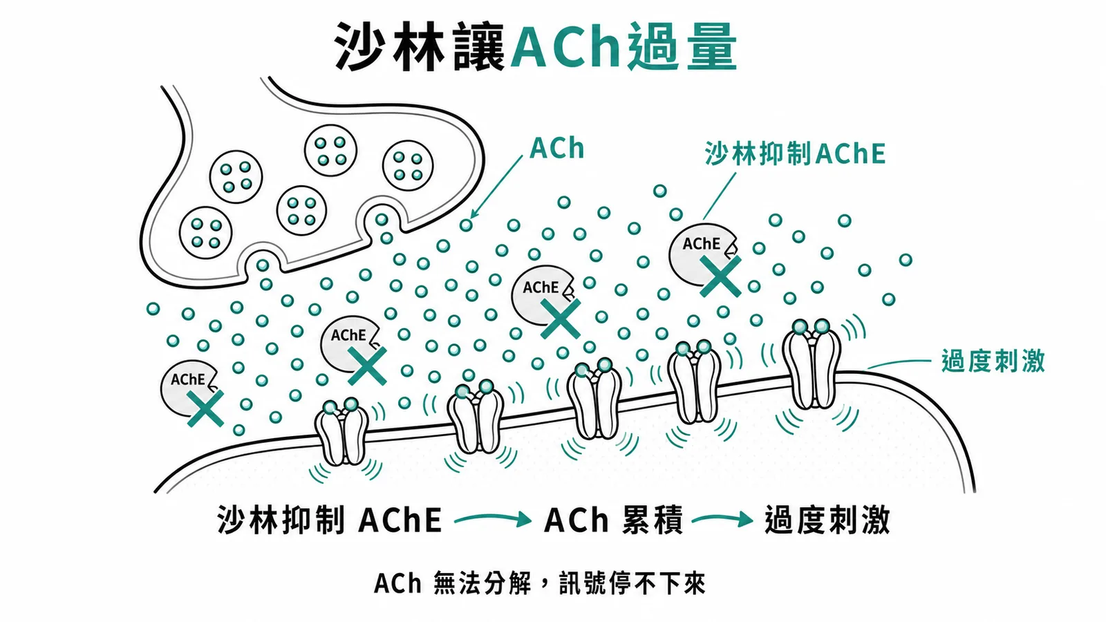 沙林抑制乙醯膽鹼酶、ACh在突觸間隙累積並過度刺激受體