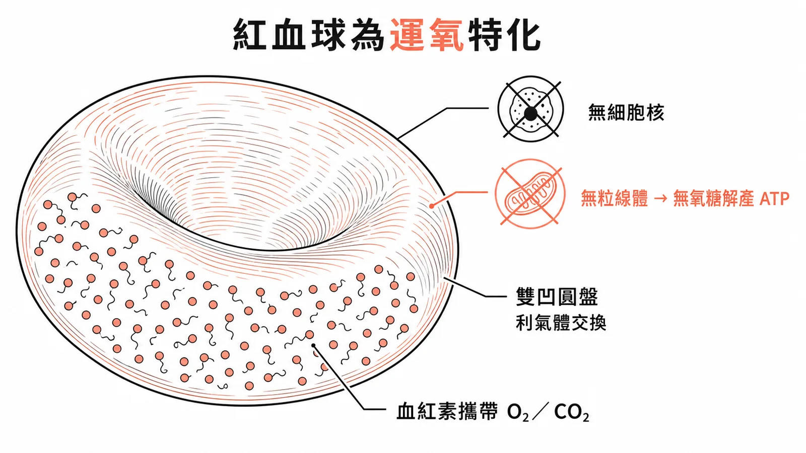 成熟紅血球無核、無粒線體(靠無氧糖解)、雙凹圓盤、血紅素攜氧