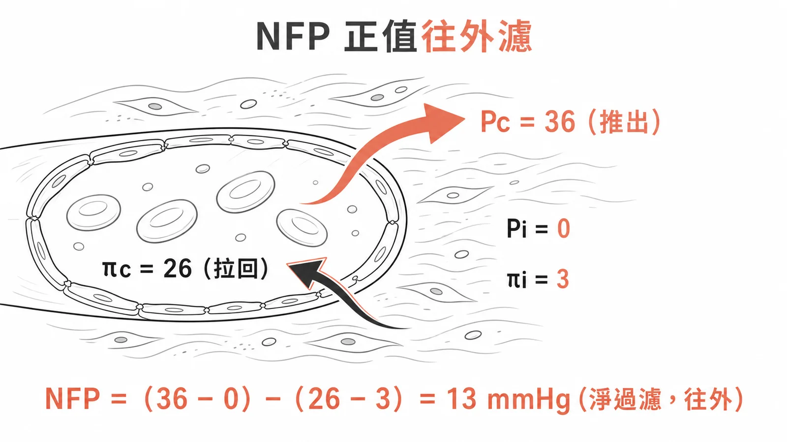 史達林公式:NFP=(36−0)−(26−3)=13 mmHg,正值代表淨過濾往外