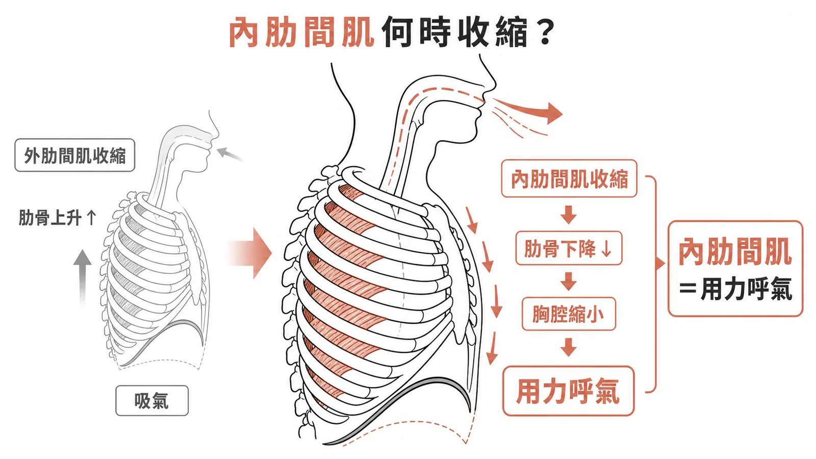 內肋間肌收縮使肋骨下降、胸腔縮小,於用力呼氣時作用