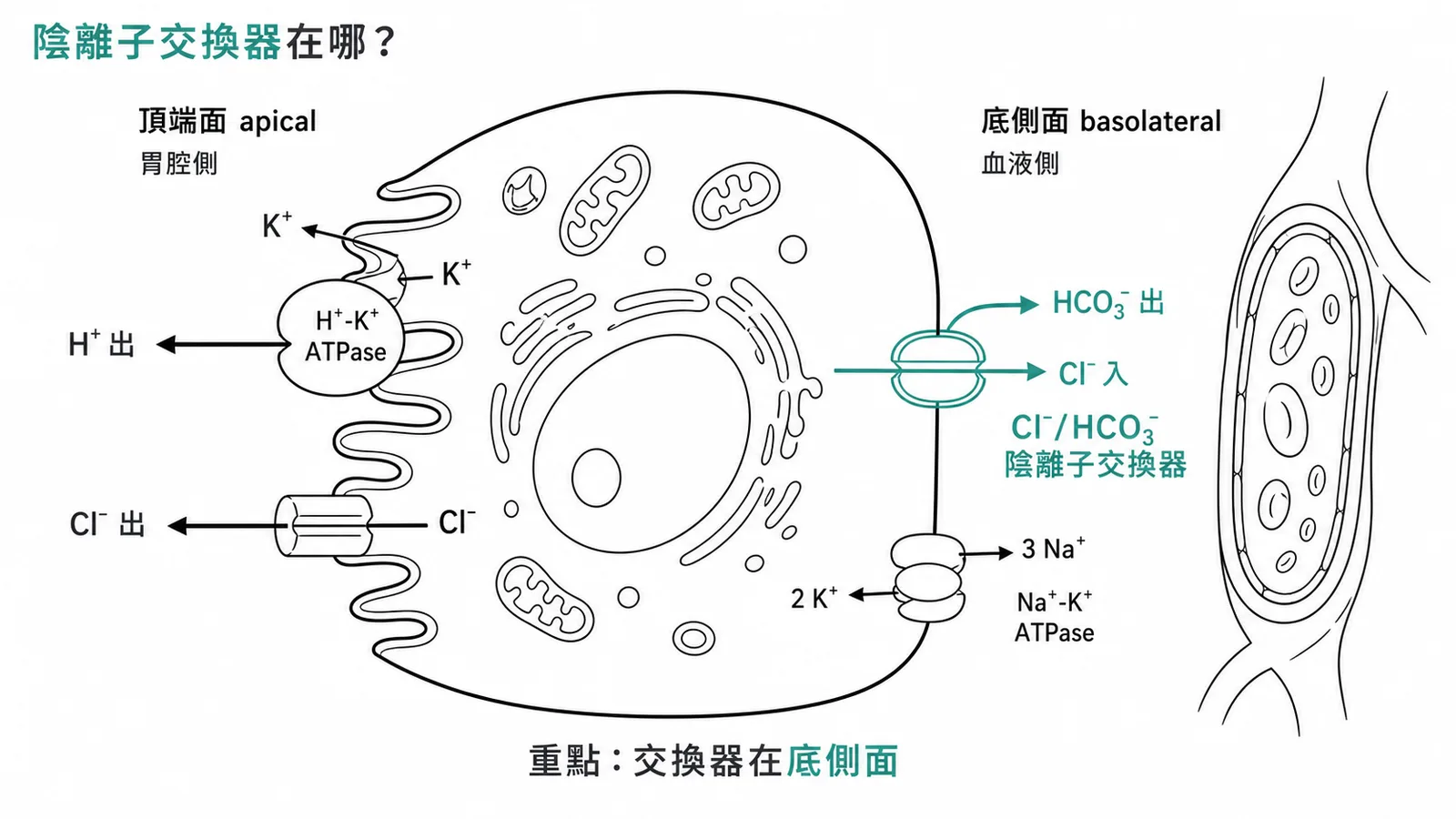 胃壁細胞陰離子交換器(Cl⁻/HCO₃⁻)位於底側面