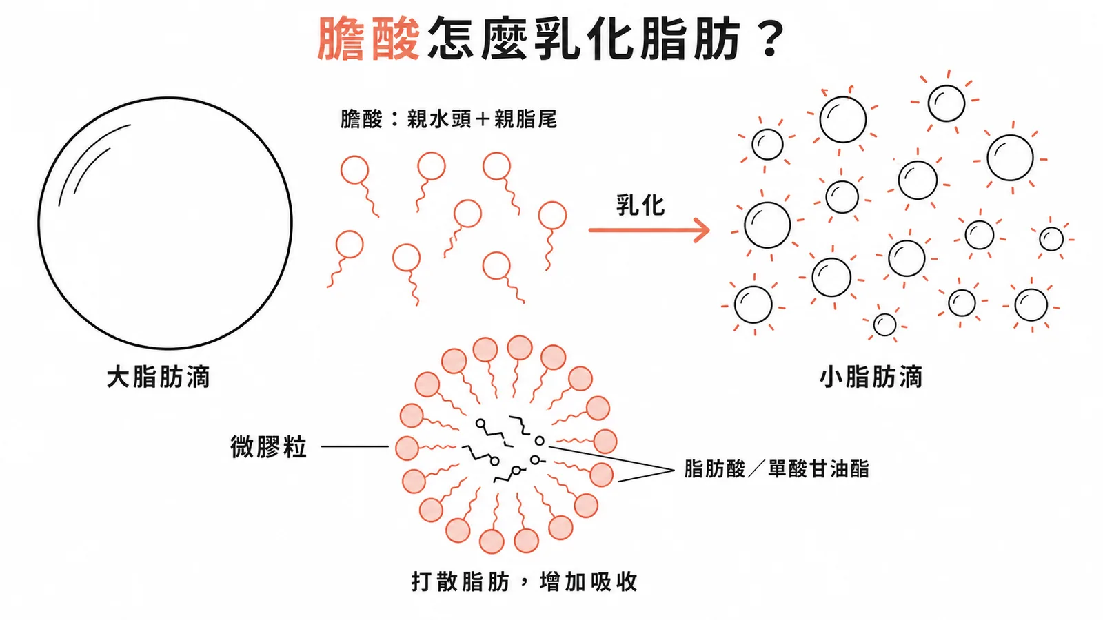 膽酸為兩性分子,乳化大脂肪滴成小脂肪滴並形成微膠粒助吸收