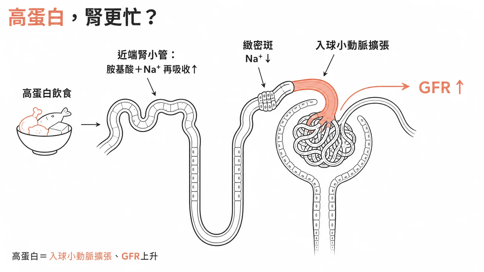 高蛋白飲食使緻密斑Na⁺降低、入球小動脈擴張、GFR增加