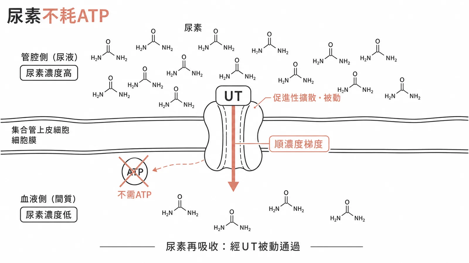 尿素經尿素轉運蛋白(UT)順濃度梯度促進性擴散、被動再吸收、不耗ATP