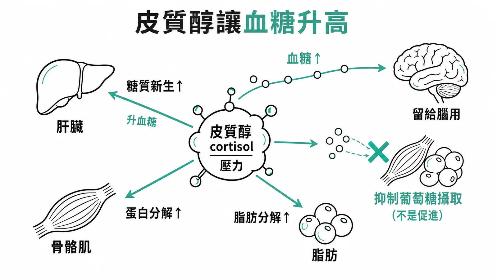 皮質醇升血糖:促糖質新生與蛋白脂肪分解,並抑制骨骼肌攝取葡萄糖