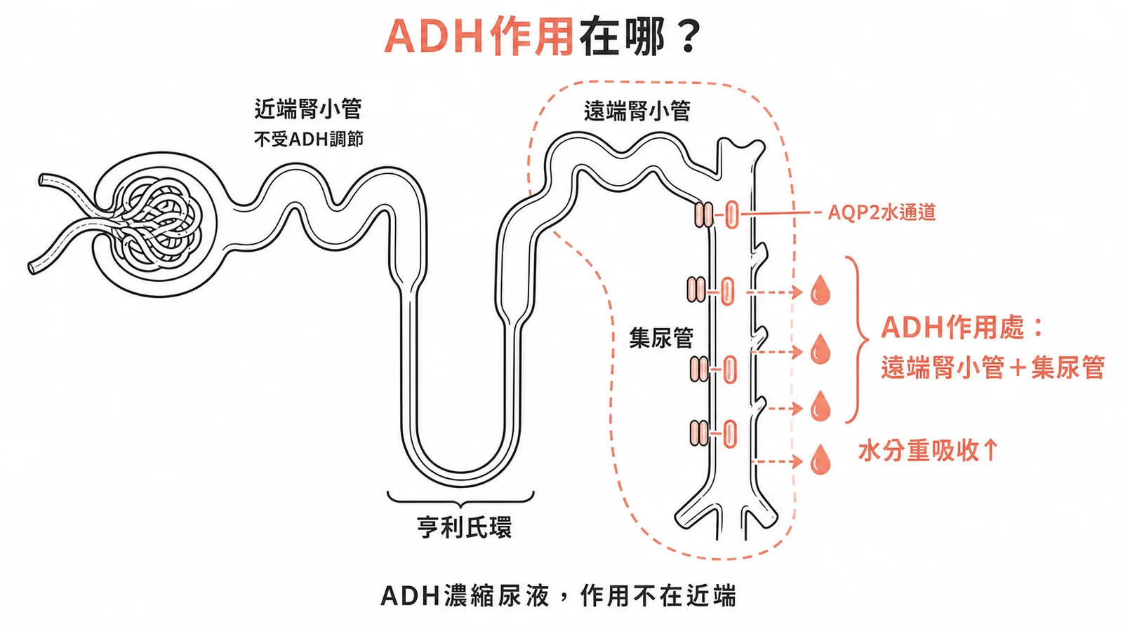 ADH作用於遠端腎小管與集尿管、增水分重吸收,近端腎小管不受調節