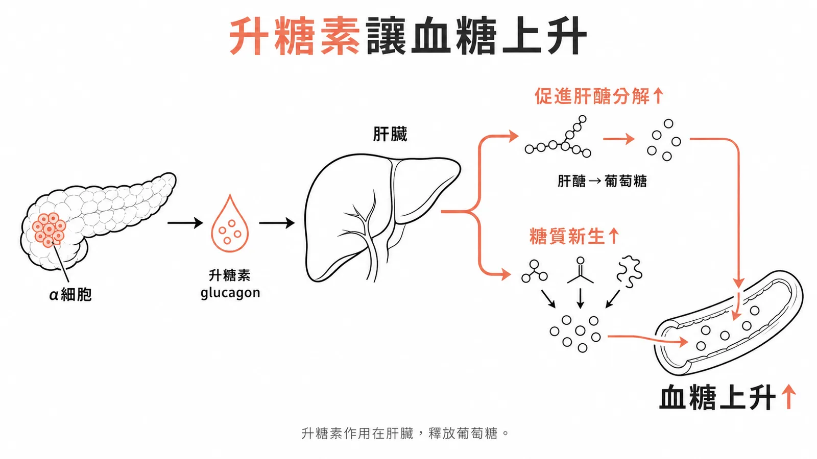 升糖素促進肝臟肝醣分解與糖質新生、升高血糖