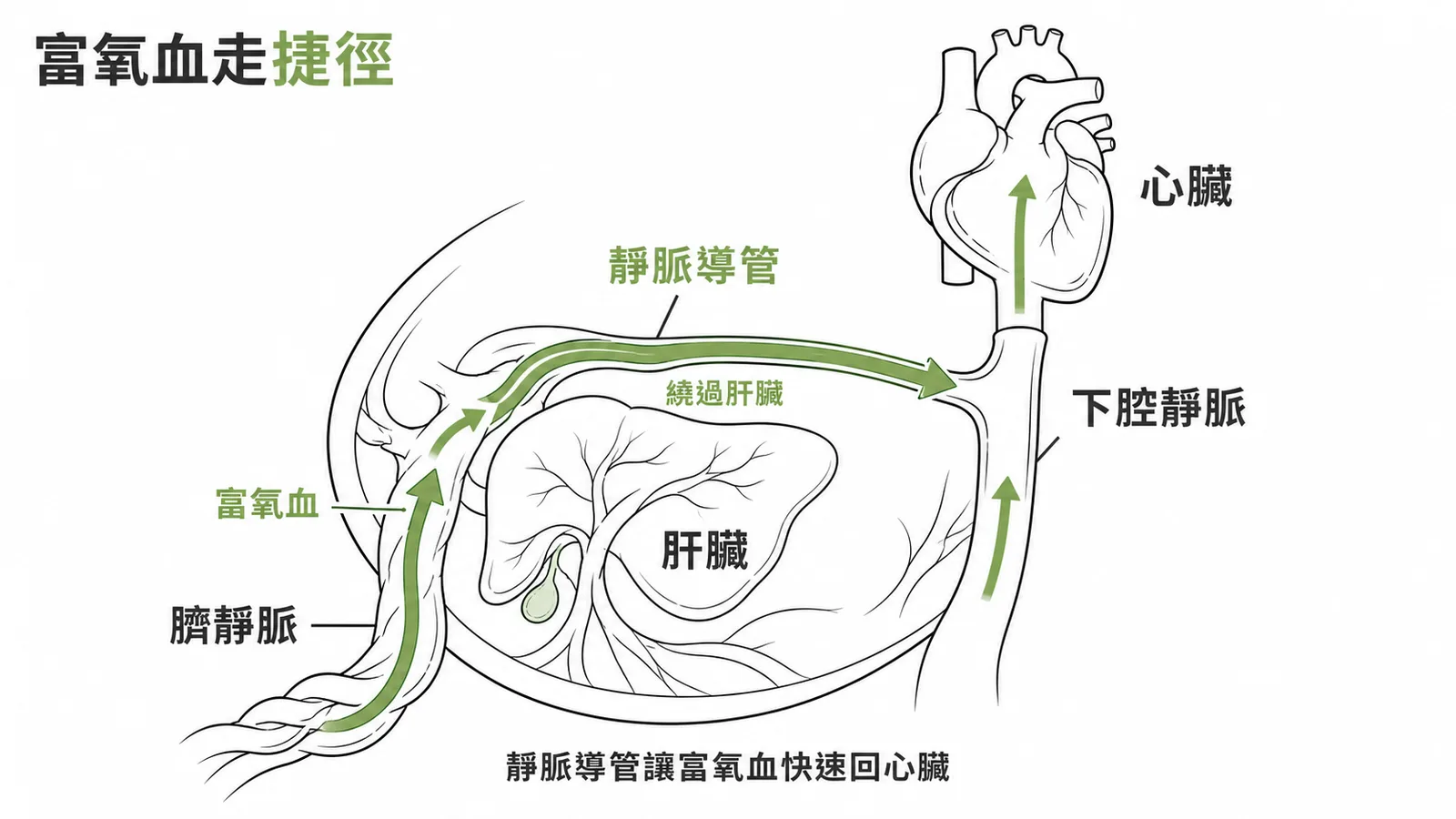 胎兒靜脈導管將臍靜脈富氧血繞過肝臟、直接分流入下腔靜脈回心臟