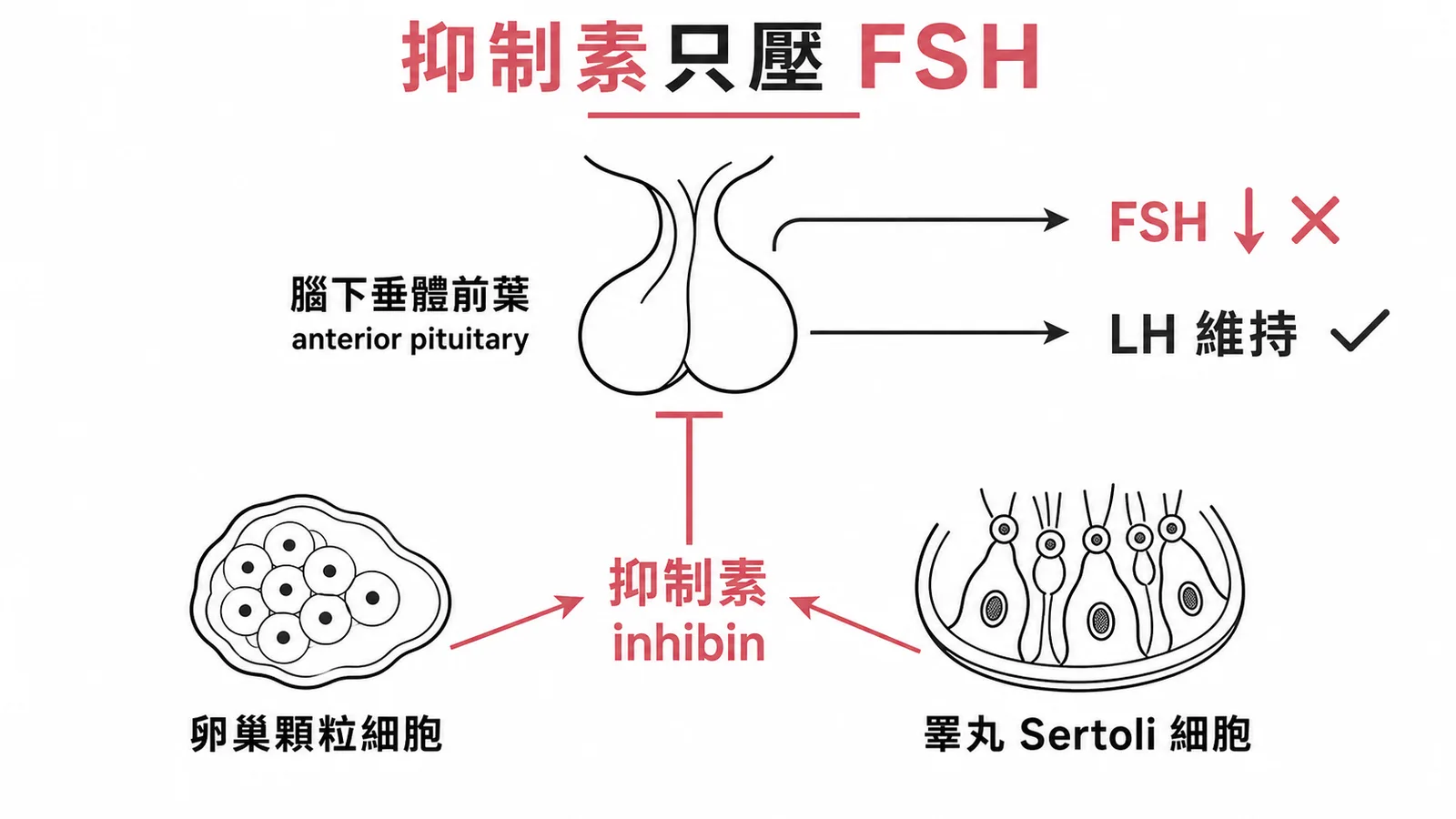 抑制素(卵巢顆粒細胞/睪丸Sertoli細胞分泌)選擇性抑制FSH、不影響LH
